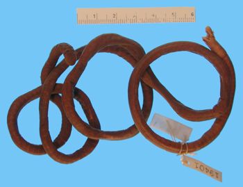 Media type: image; Herpetology A-19401